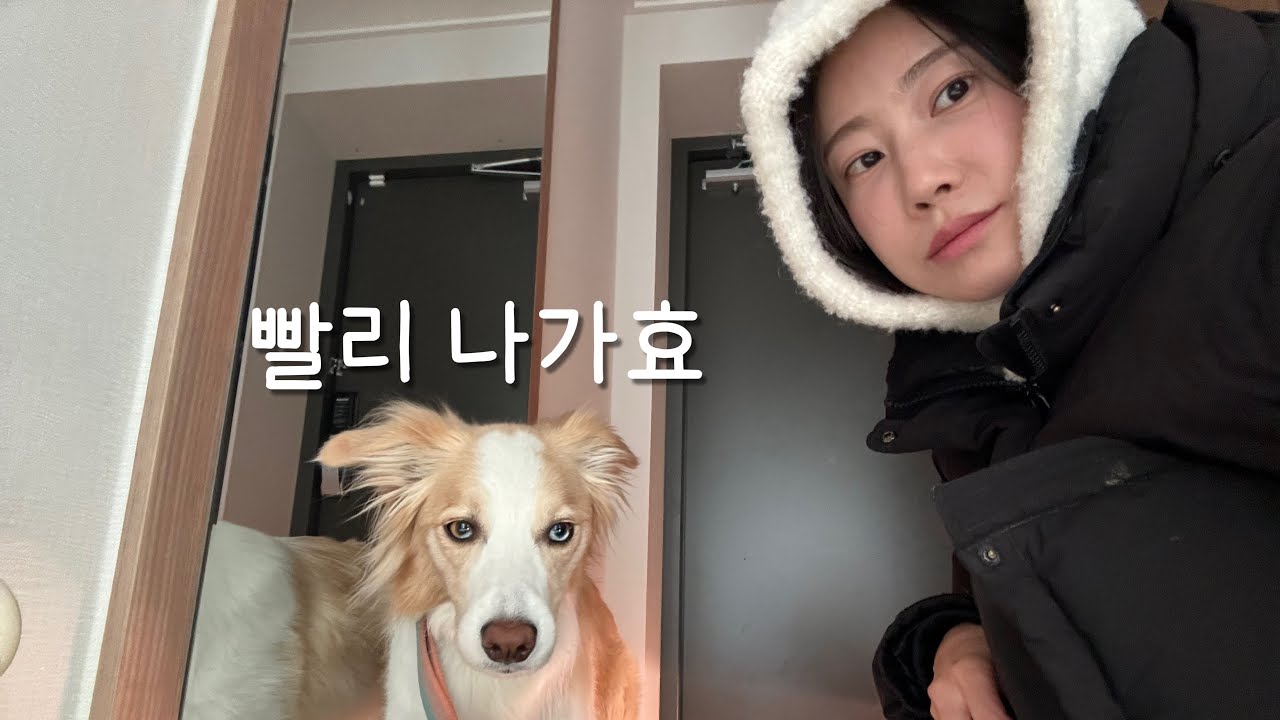 보더콜리 열심히 키우면 심심할틈 없어요