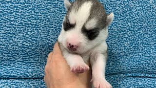 Cute husky puppy | Siberian Husky puppy | cute puppy