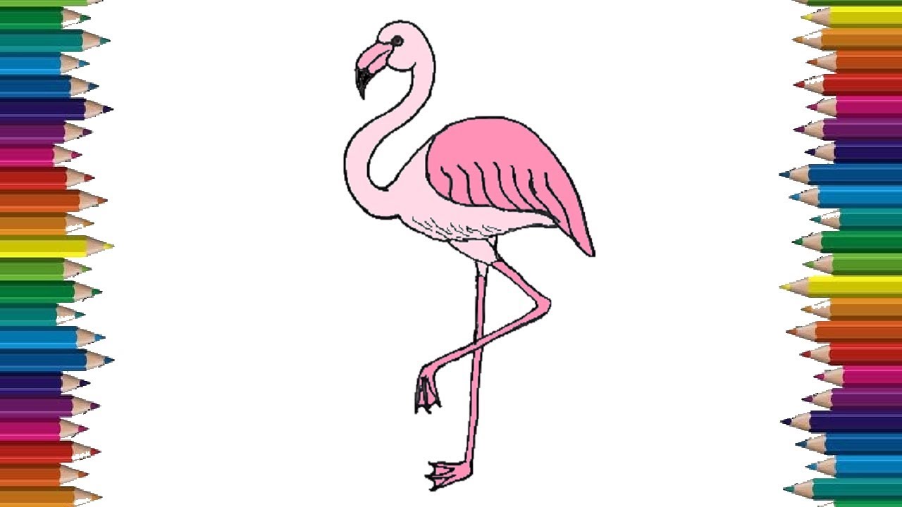 Vector Sketch Of A Flamingo Stock Illustration - Download Image Now -  Drawing - Activity, Flamingo, Africa - iStock