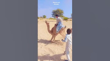 Camel Crying 😭 Camel Ride ❤️ #shorts #camel #camelride #animals #ytshorts
