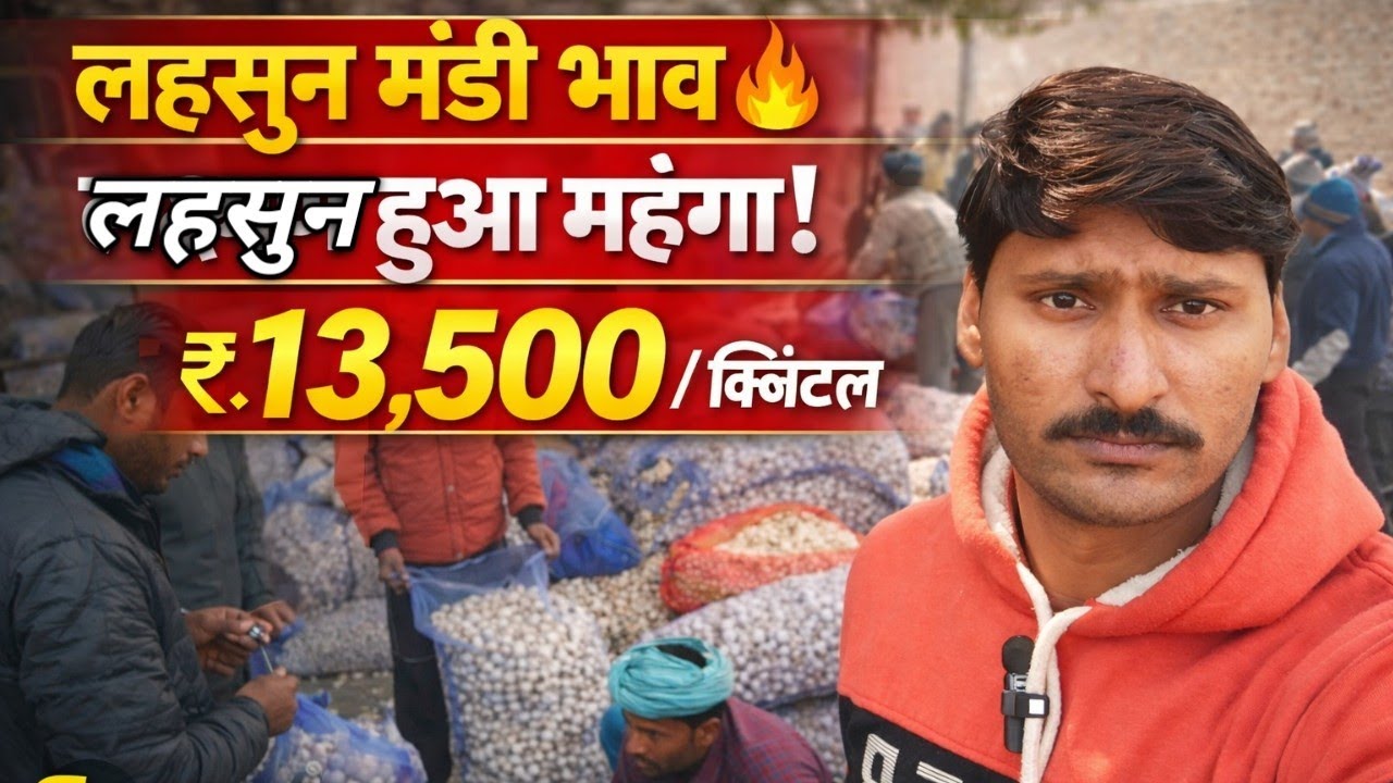 आज का लहसुन मंडी भाव garlic bhav today 