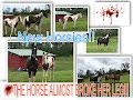 Vlog #1 -- New HORSES // THE NEW MARE ALMOST BROKE HER LEG!//