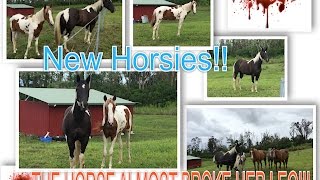 Vlog #1 -- New HORSES // THE NEW MARE ALMOST BROKE HER LEG!//