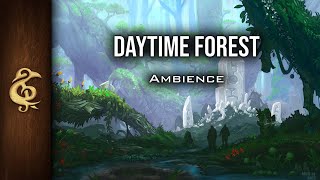 Daytime Forest | Nature Ambience | 1 Hour