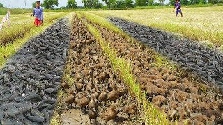 OMG! Really Catching & Catfish After Harvest Rice Season   Amazing Fishing By Best Hands