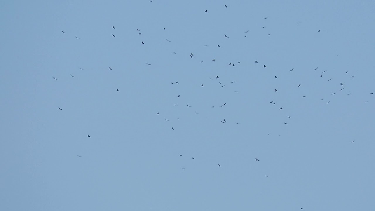 Broadwinged hawk kettle YouTube