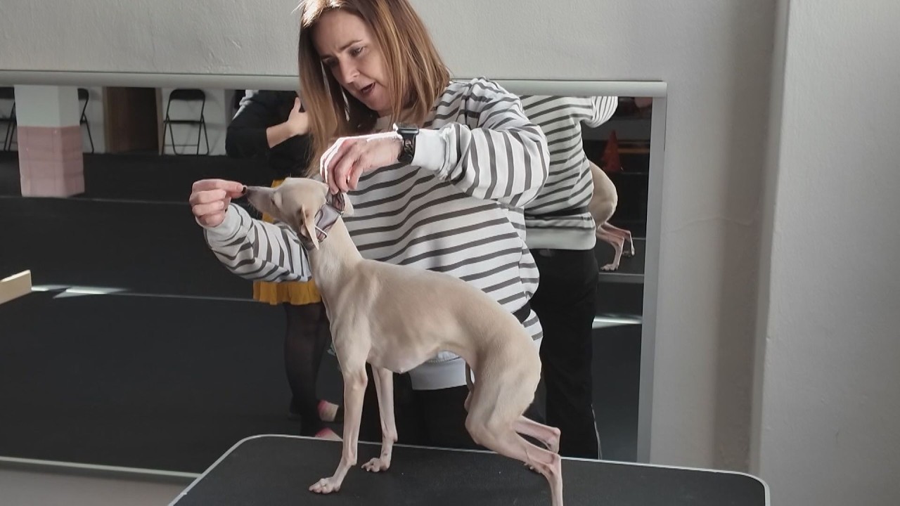 Výcvikové centrum pre psíkov