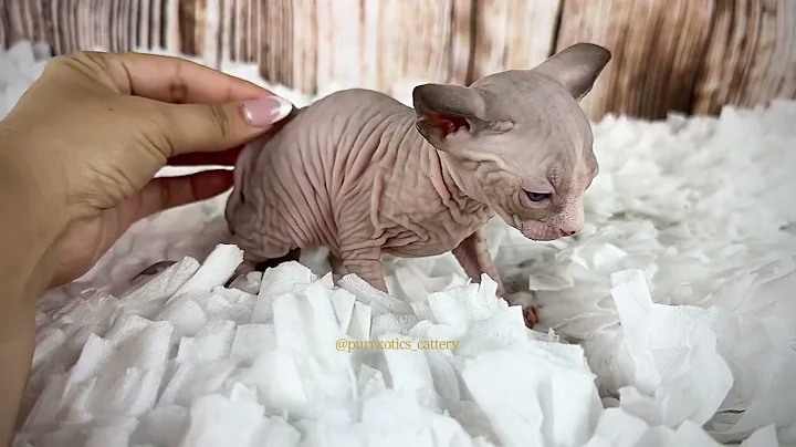 Watch the video about 🐈😸Curious mink tuxedo Sphynx female with blue eyes 🦋