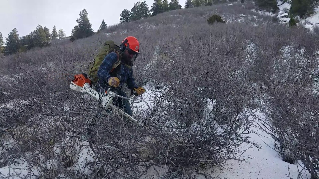 True mountain mahogany habitat treatment