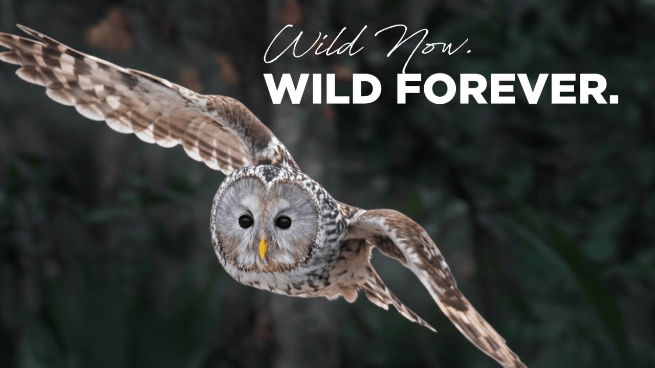 the LARGEST Wildlife Event in the United States | Behind the Scenes of Southeastern Wildlife Expo