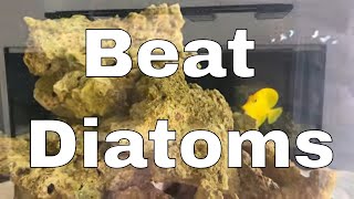 How I Beat Diatoms and Controversial New fish | Waterbox Aquariums Angelfish Reef LX 270.6 - Part 12