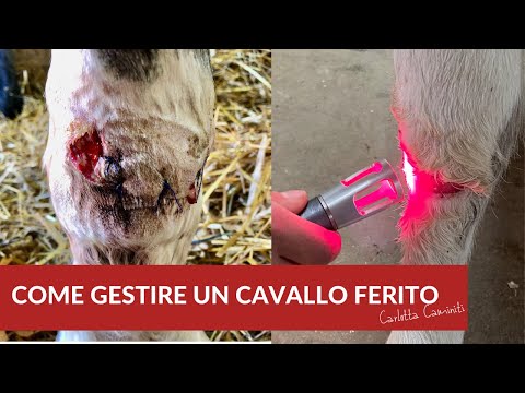 Video: Quando I Cavalli Soffocano - Come Trattare Un Cavallo Che Soffoca