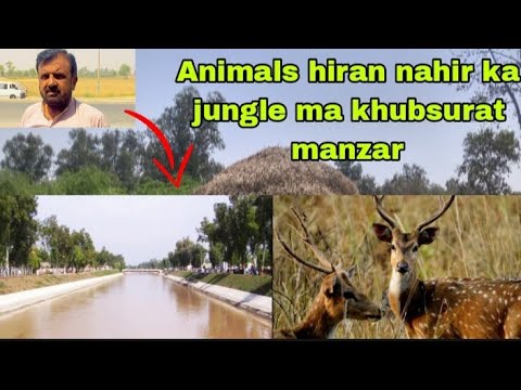 ہرن اور نہر اور جانوروں ka jungle ma khubsurat manzar