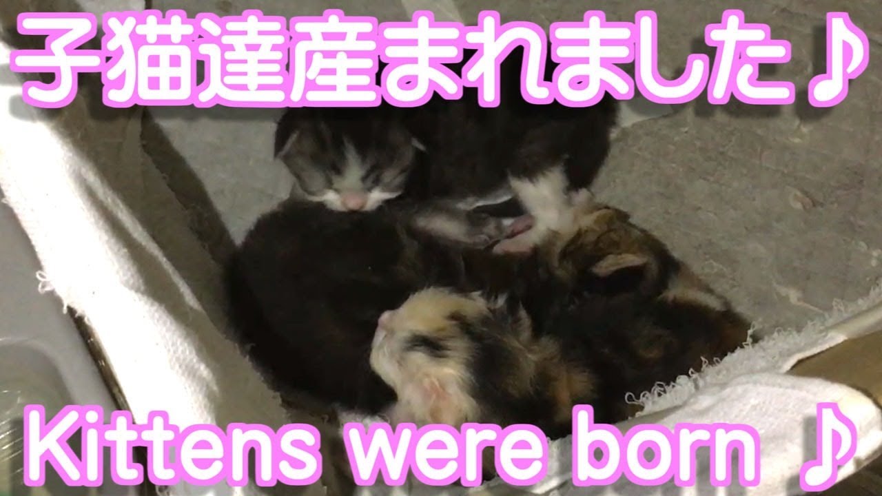 子猫の赤ちゃん産まれました 可愛いスコティッシュフォールド子猫動画 子猫ブリーダー販売ペットショップ業cat Youtube