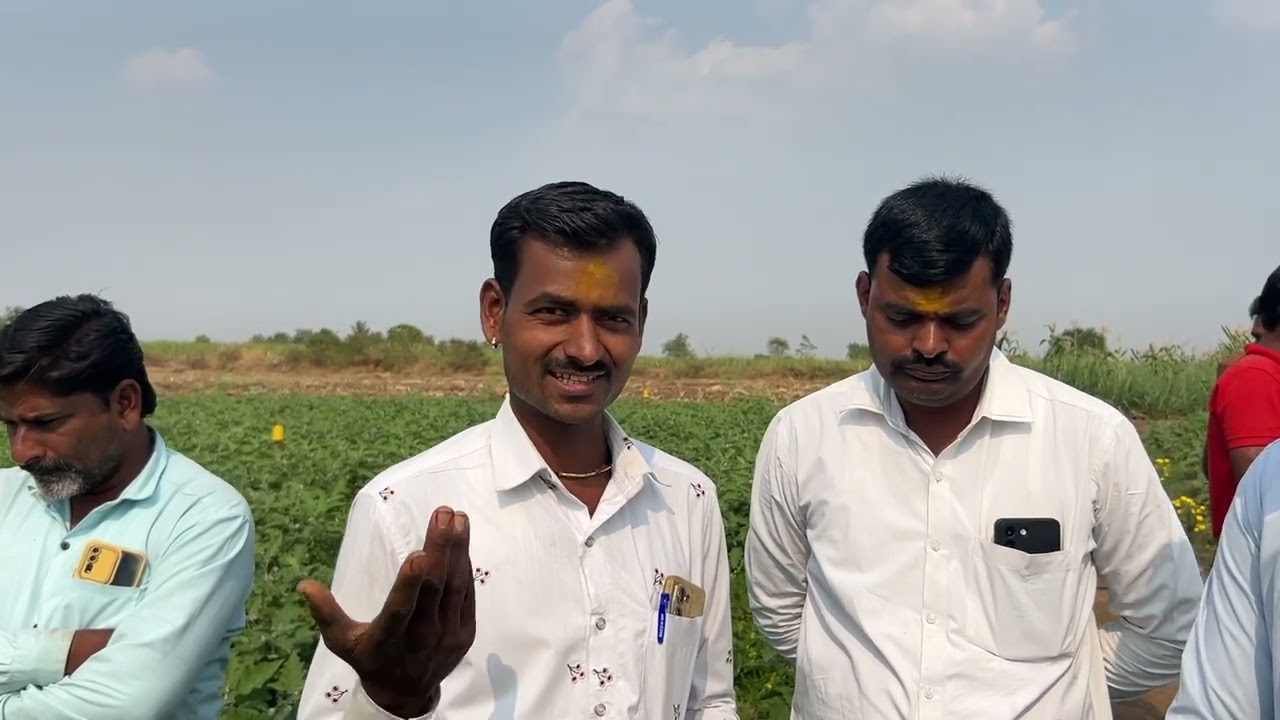 SCT वैदिक काकडी🥒 एकरात दररोज होतो 12 कॅरेट तोडा😳 मार्केटमध्ये इतरांपेक्षा 5 रु वाढीव भाव.