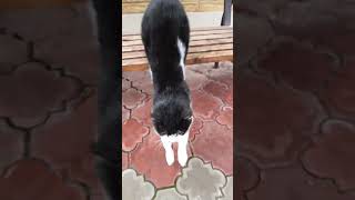 КОТИКИ С УЛИЦЫ!!!❤🌹#назрань