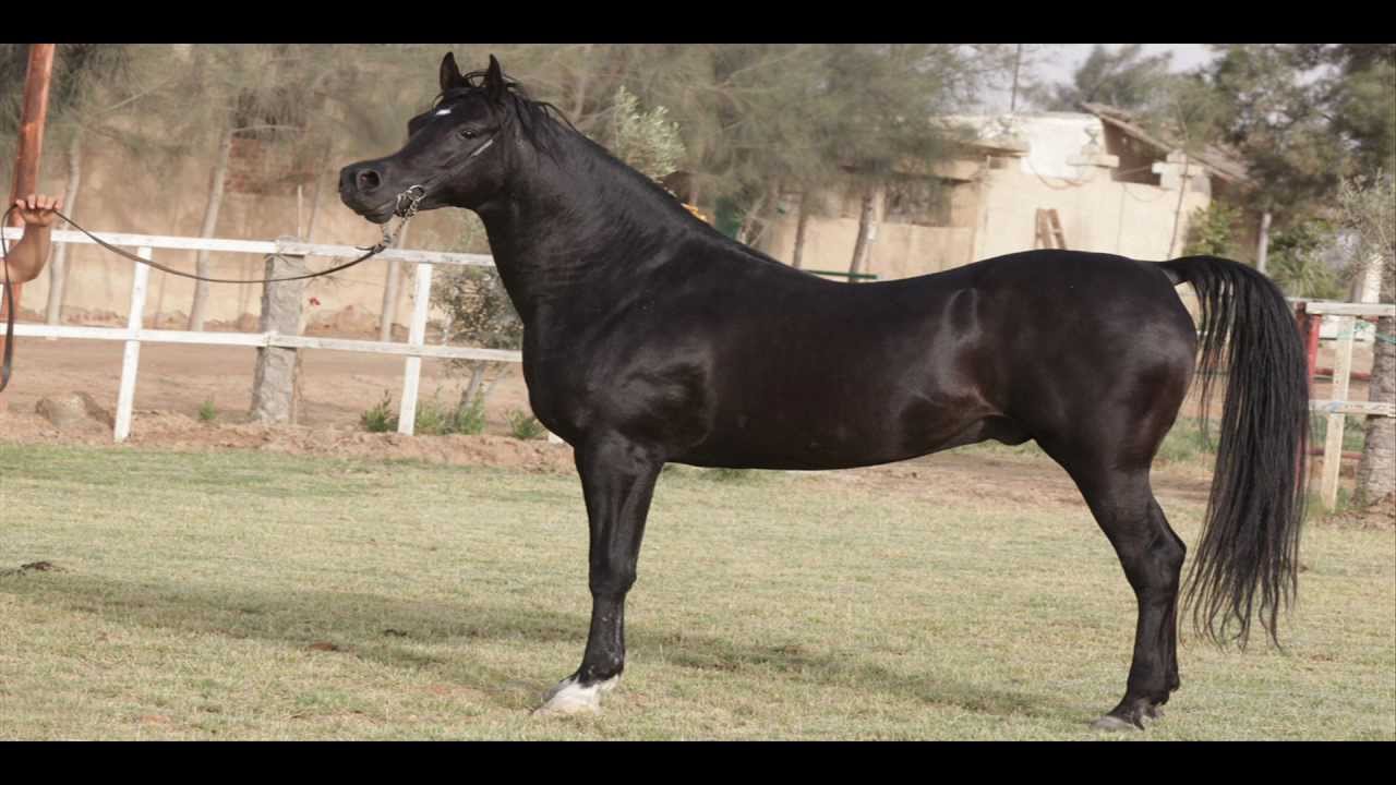Ibn Ouf With Pedigree*Straight Egyptians Horses For Sale Cairo (EGYPT