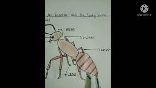 Class 3 Science (Le-4)Insects,Topic-Questions/Answers,5/8/21