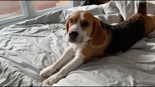 Sleepy beagle doesn't want to get up, even after 10 am
