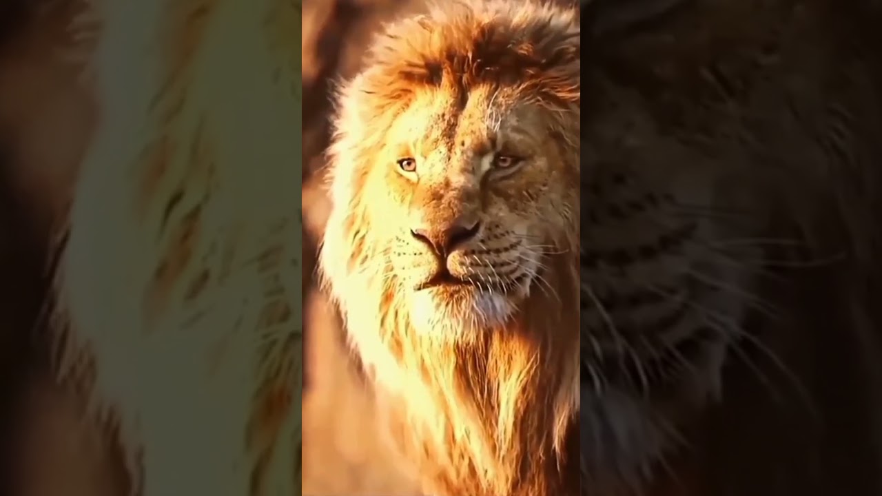 King lion biggest force animal