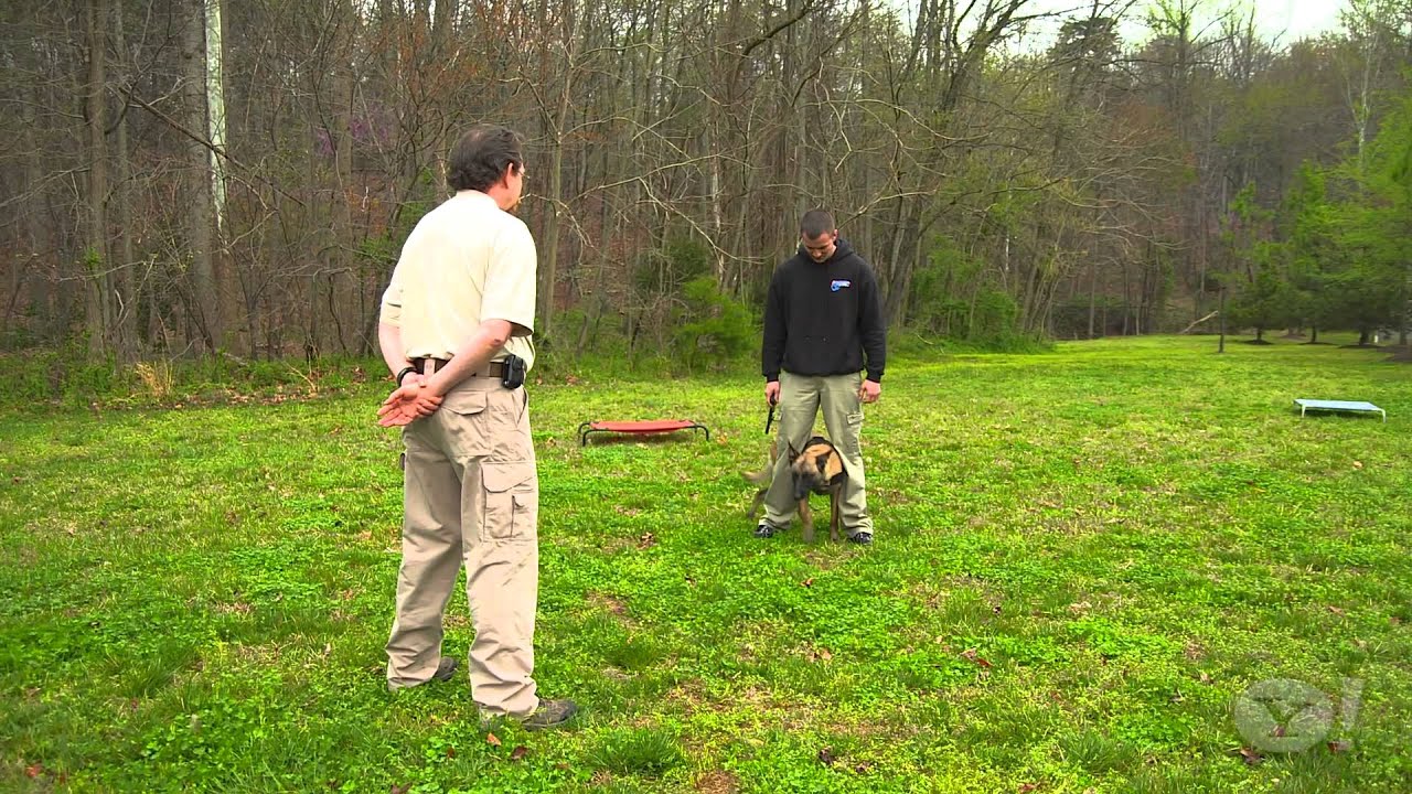 Yahoo Special on OffLeash K9 Training. Dog Training, Northern Virginia