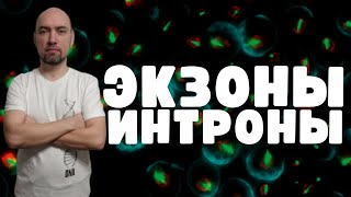 Что такое экзоны и интроны? Душкин объяснит