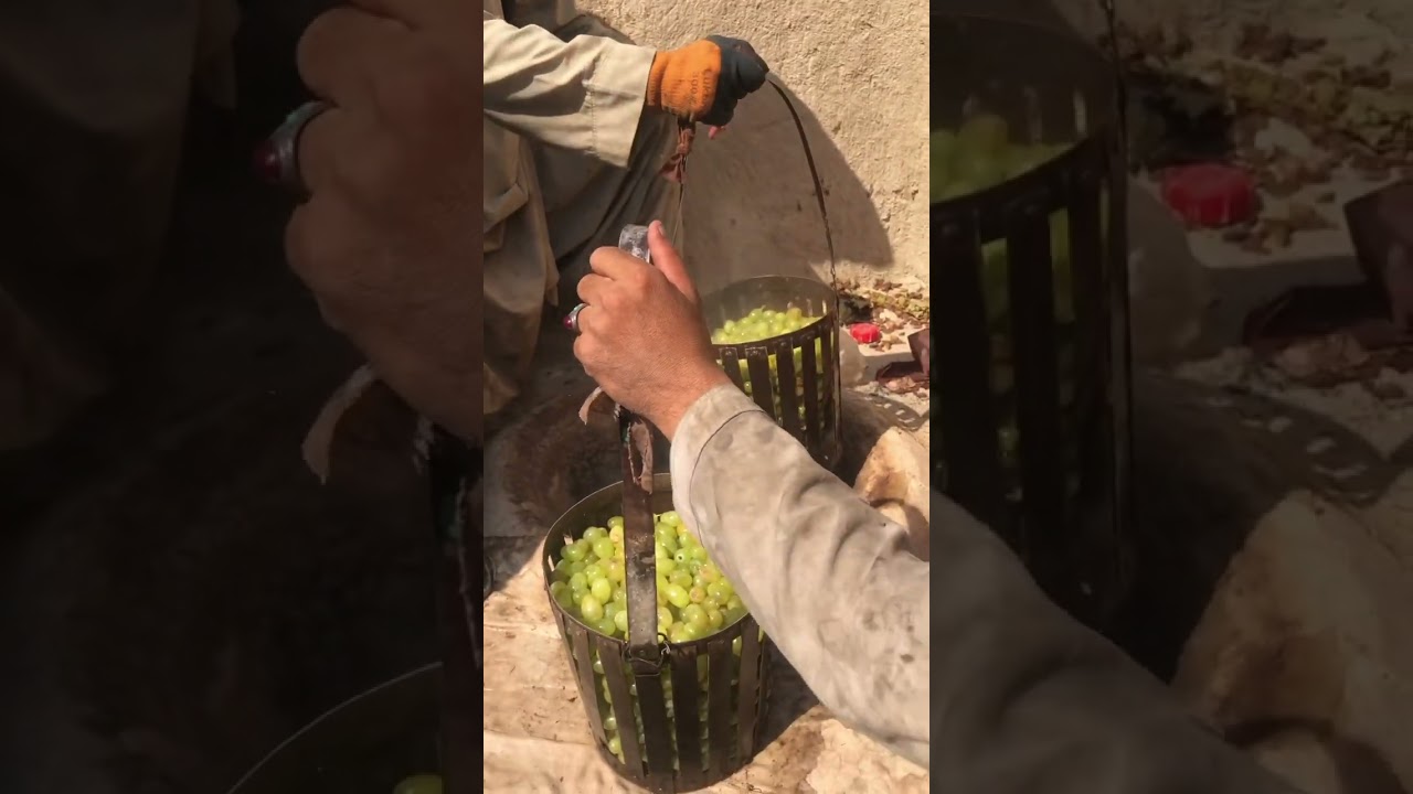 From grapevine to raisins processing method in Afghanistan | first video  
