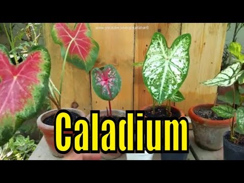 Video: Caladium, Hindi Malito Kay Cladium