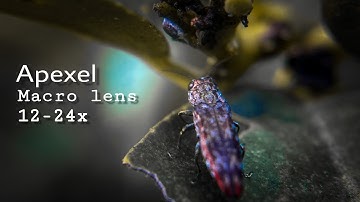Apexel 12 - 24 x Macro lens Review  [ Video / Photo ]