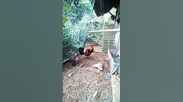 mồi f1 cho ae đi rừng hoặc làm nọc 0965409490