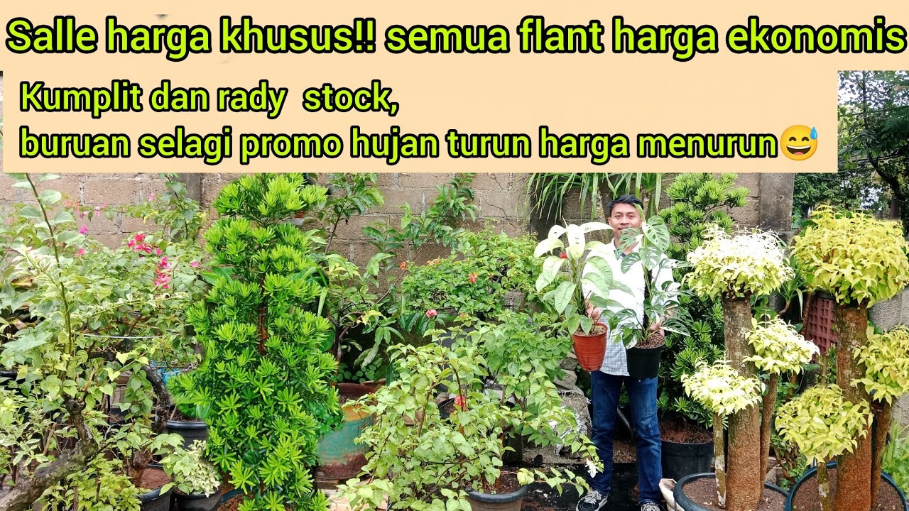 SALLE HARGA KHUSUS‼️ SEMUA FLANT HARGA EKONOMIS KUMPLIT DAN RADY STOCK 