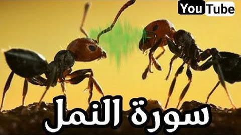 سورة النمل،🐜تلاوة هادئة❤️راحة نفسية😴ما أروع القرآن الكريم 🌷للقارئ بلال الدربالي/تشفي القلوب