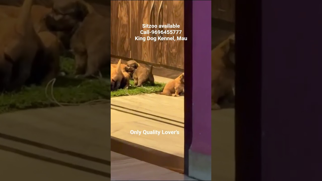 sitzoo puppy available call-9696455777 