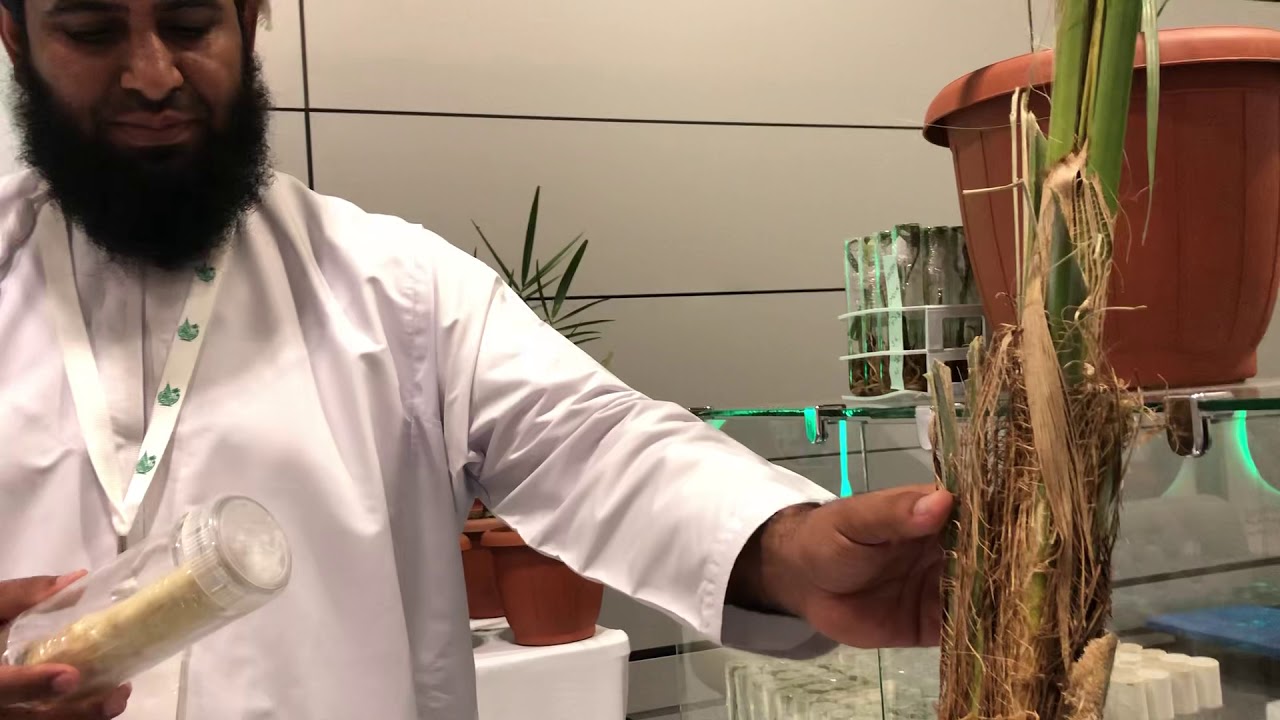 نخيل الأنسجة