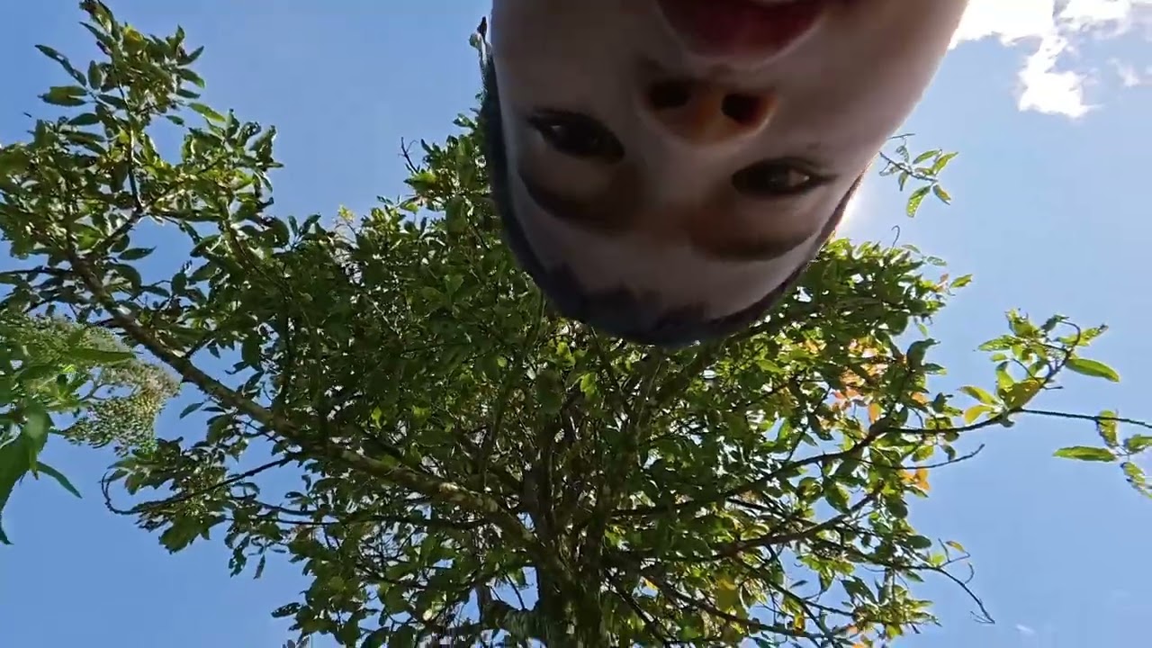 MEMETIK HASIL DI KEBUN OP PARDEDE