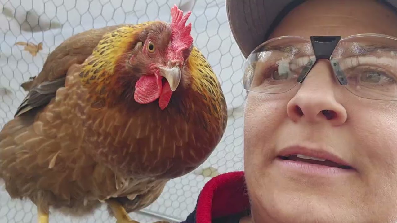 32 Week Old Welsummer Chicks- death by a thousand pecks