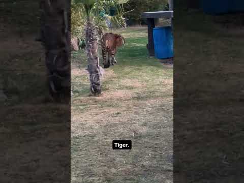 Bed to Tiger. Tiger to....