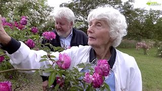 ROSIERS DE COLLECTION : LES PLUS BELLES VARIÉTÉS DES ROSES LOUBERT