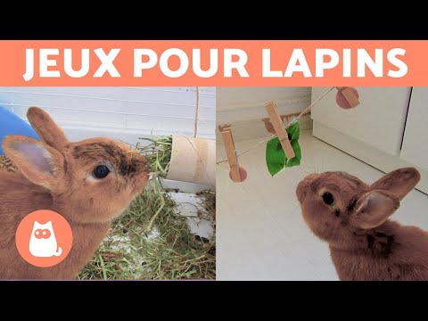 Vidéo: Comment divertir et jouer avec un lapin domestique