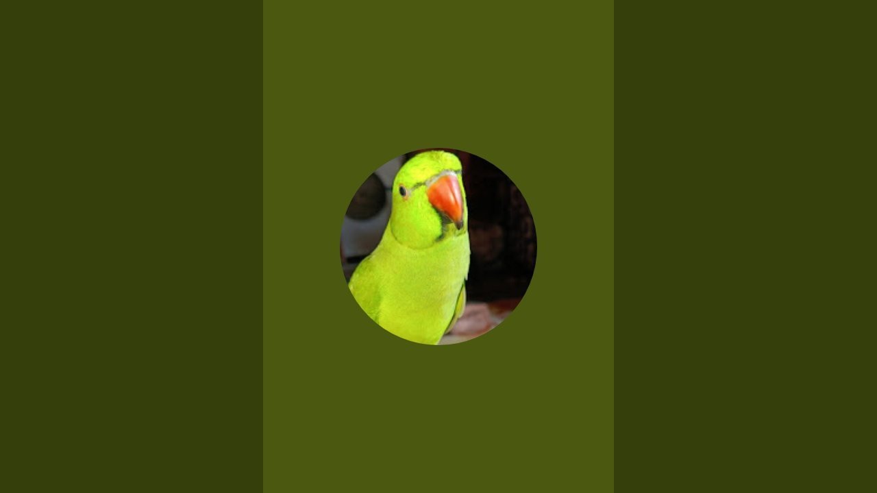 Parrot Lover Chunnu is live!