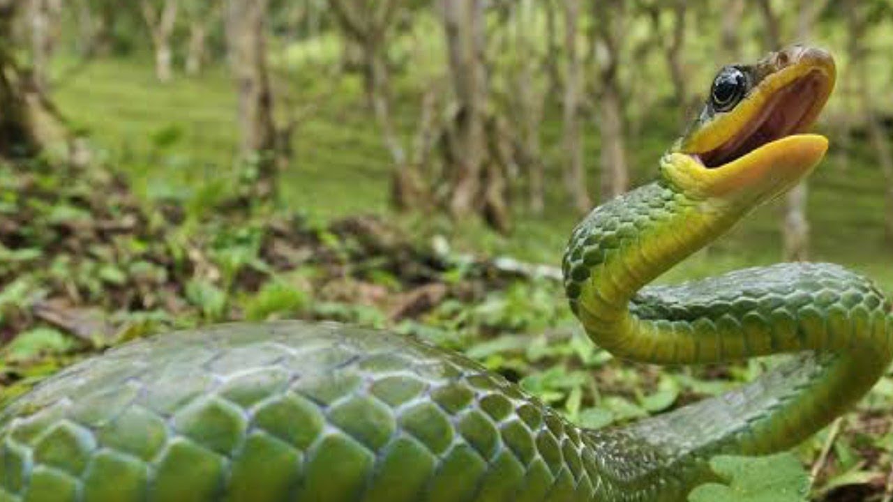 Питон картинки. К чему снится зеленая змея.
