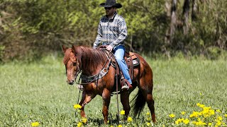 BART 2018 model AQHA gelding. Selling exclusively on Platinum Equine Auction!