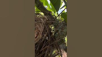 panen anak burung cendet atu pentet #shors #kicaumania #burungcendet #kicaumanianusantara #bolang