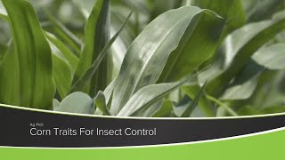 Corn Traits For Insect Control (From Ag PhD #1180 - Air Date 11-15-20) screenshot 4
