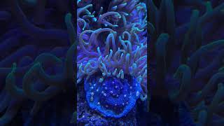 Dive Into Underwater Beauty With Some Photos of Our Favorite Corals!