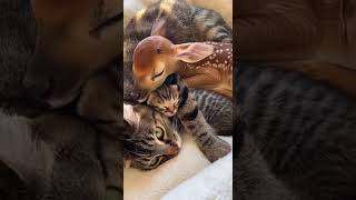 A Mother Cat Protects Every Little One in Her Loving Care #cats #motherhood #pets screenshot 3