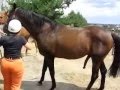horse and hot woman