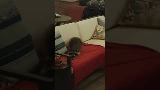 Bandit the racoon yawns on our couch