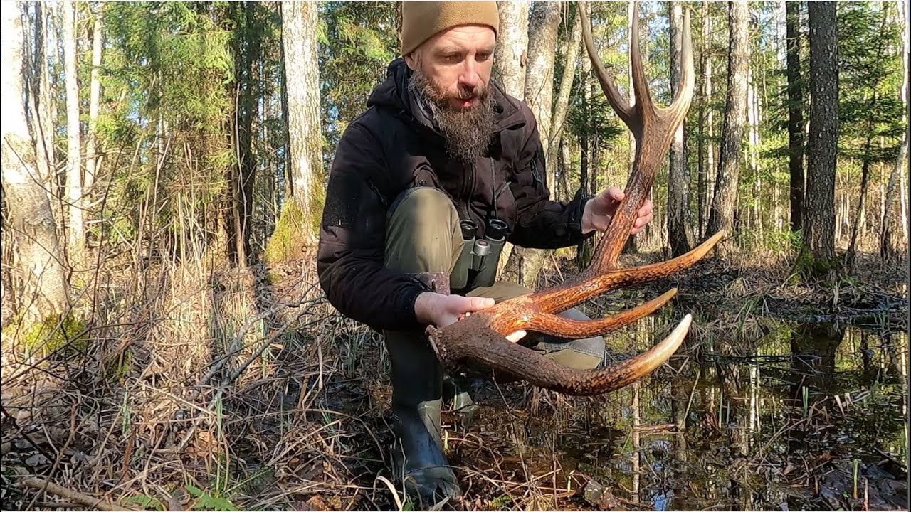 Nr.3 Nuostabus elnio ragas  3,45kg/Zrzut jelenia, kapitalny dwunastak 3,45kg