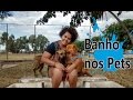 Banho nos Pets